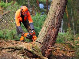 How Our Tree Care Process Works  in Braddock Hills, PA